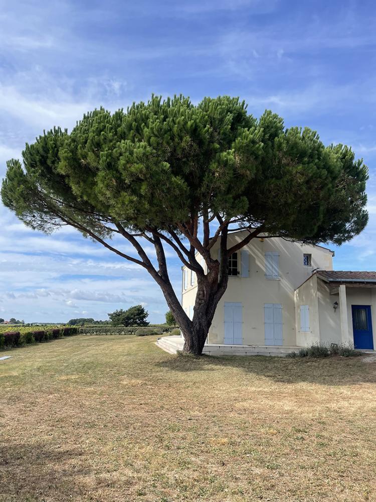 abattage d'arbre