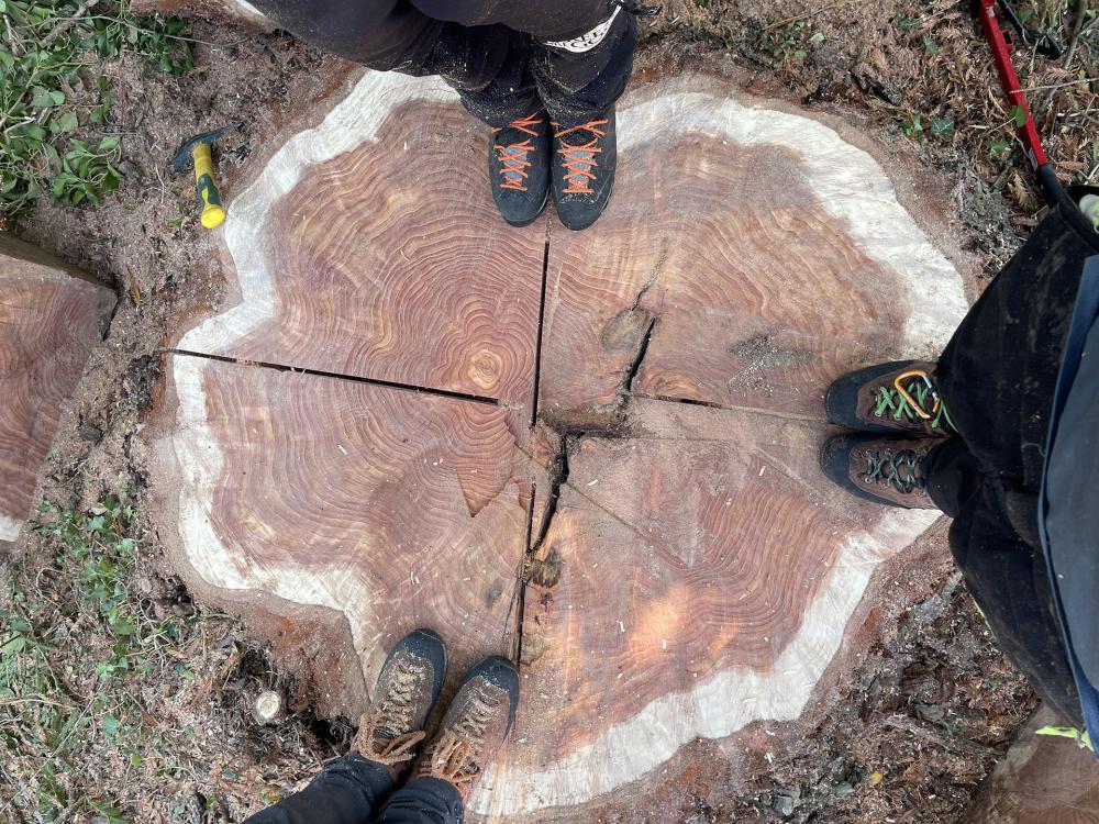 souche d'arbre