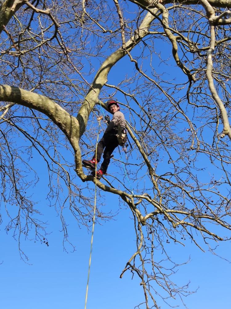 soin aux arbres