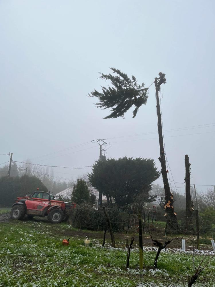 abattage d'arbre