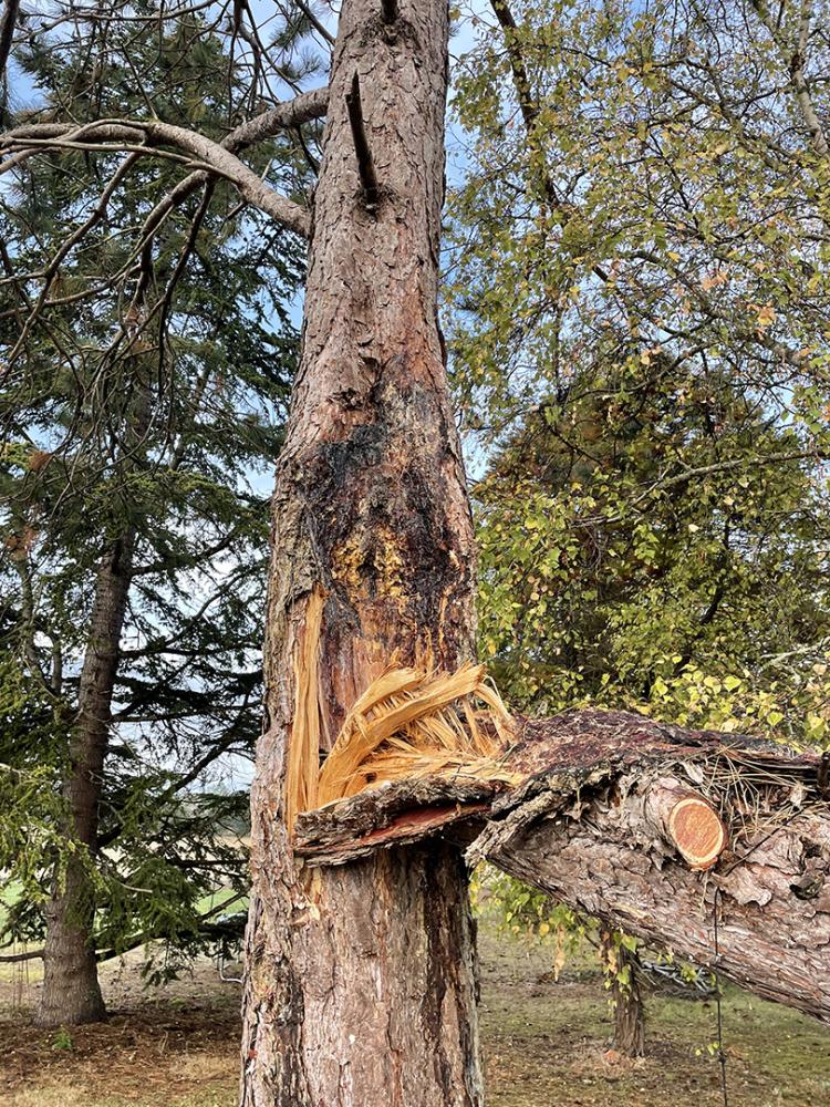 abattage d'arbre