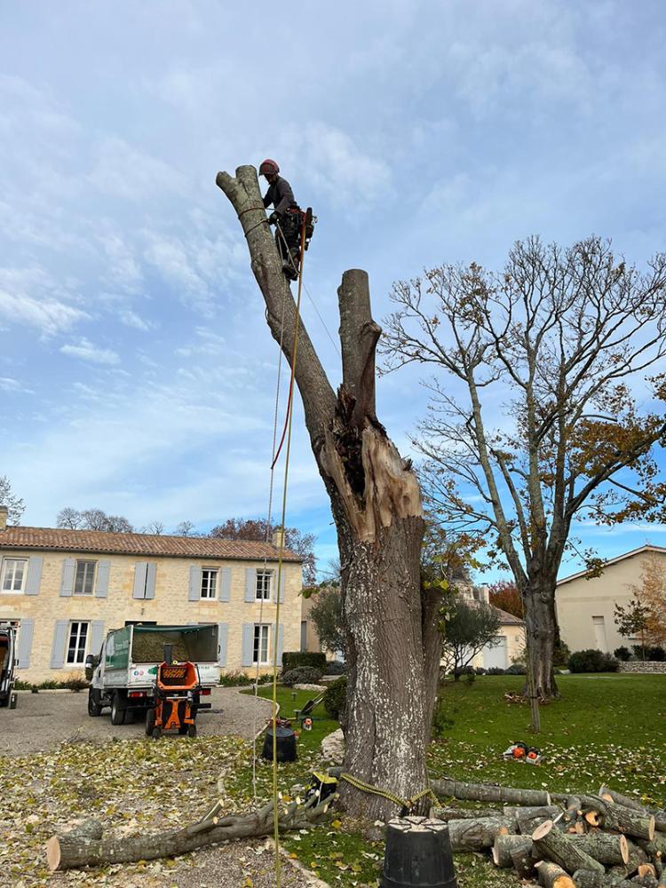 abattage d'arbre