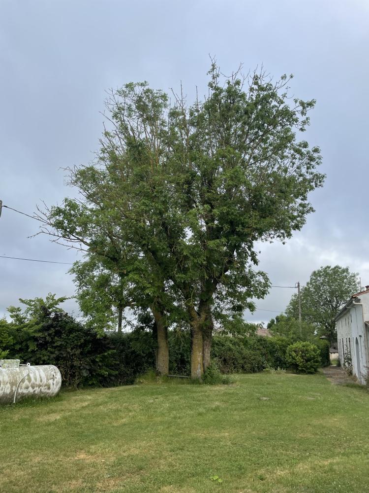 soin aux arbres