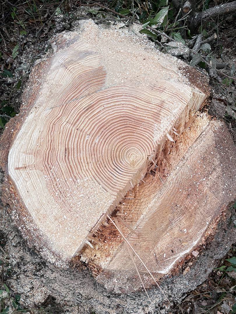 souche d'arbre
