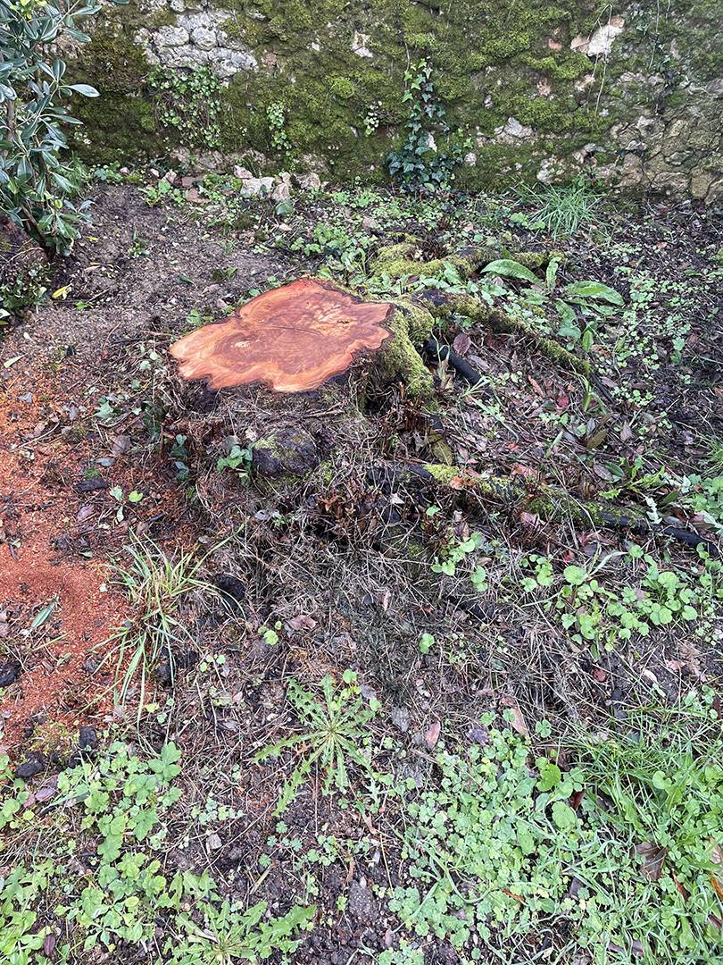 souche d'arbre