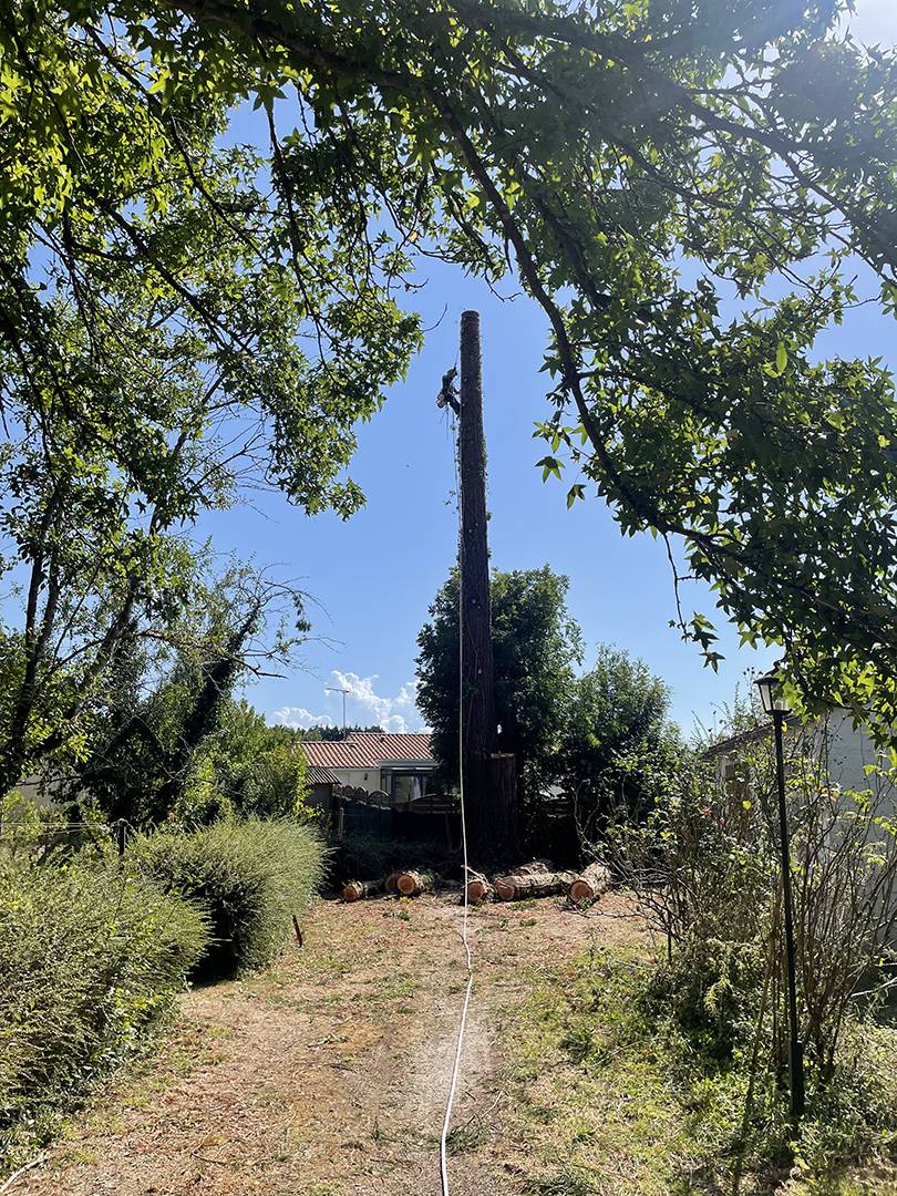 abattage d'arbre