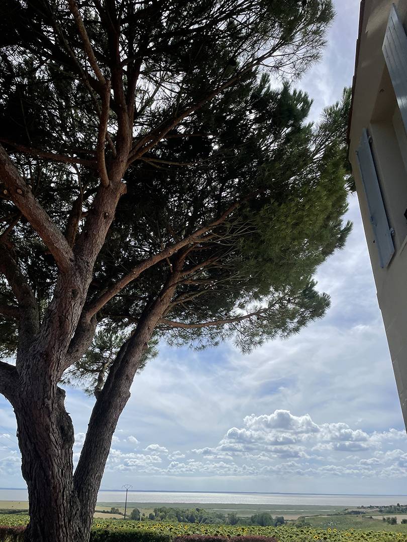 abattage d'arbre