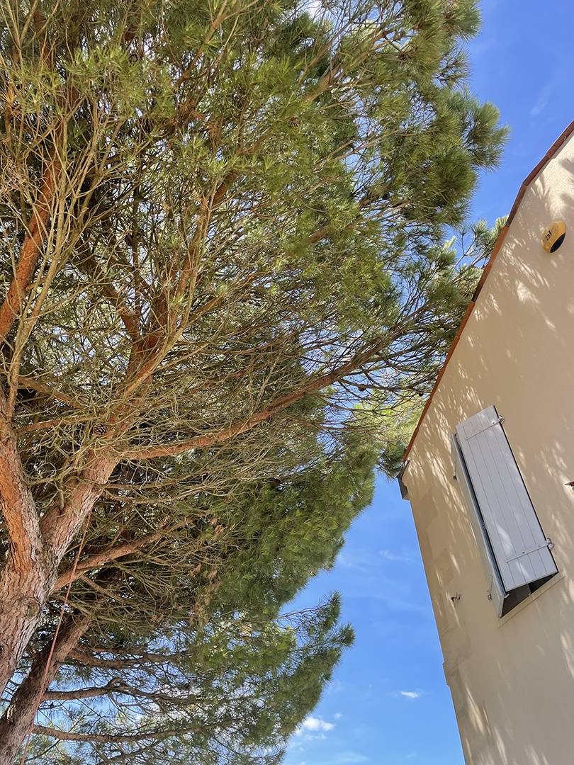 abattage d'arbre