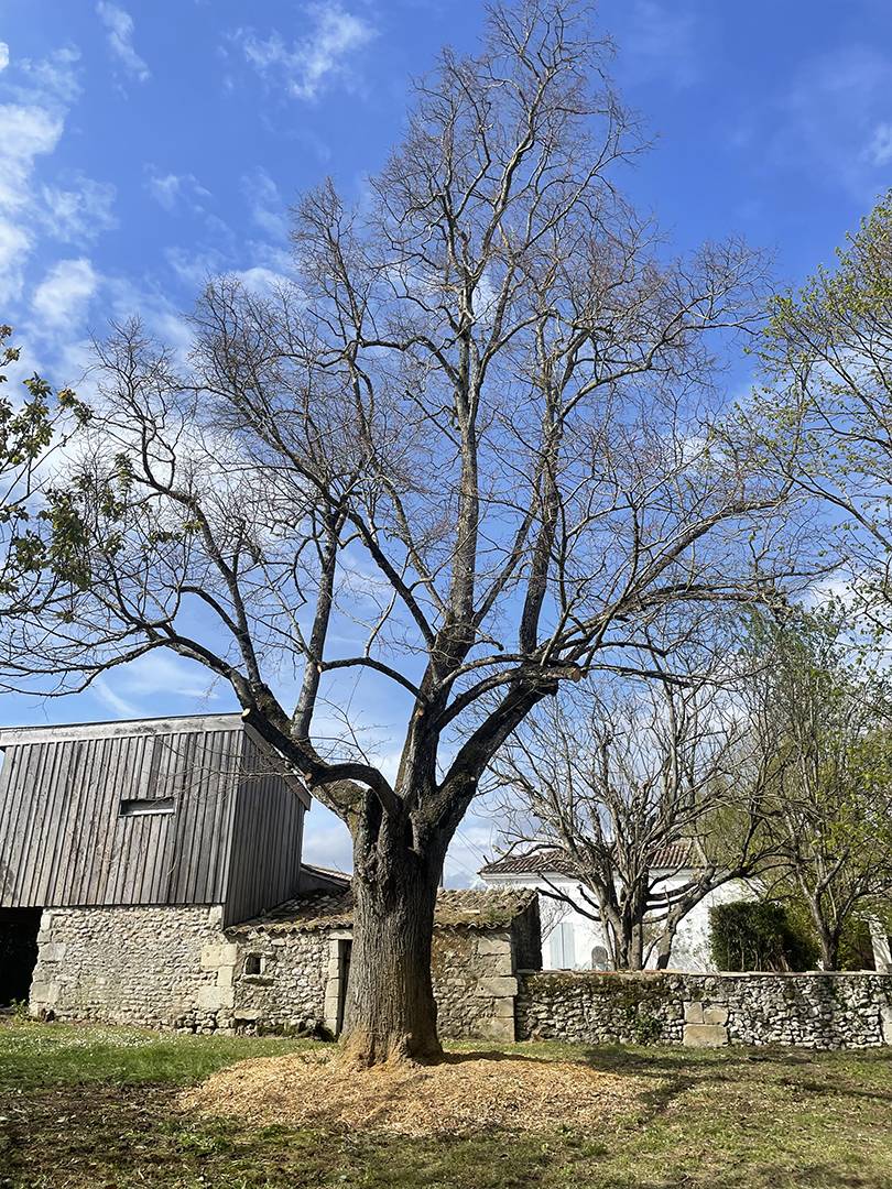 soin aux arbres