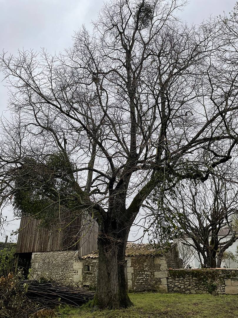 soin aux arbres
