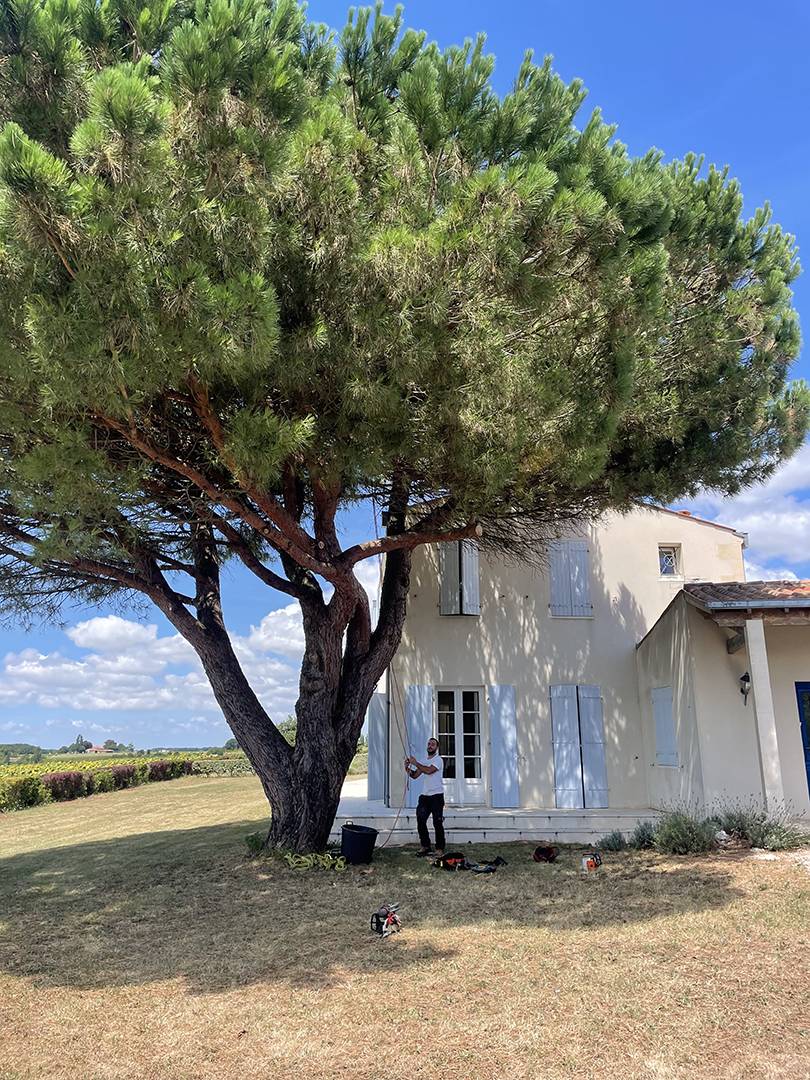 abattage d'arbre